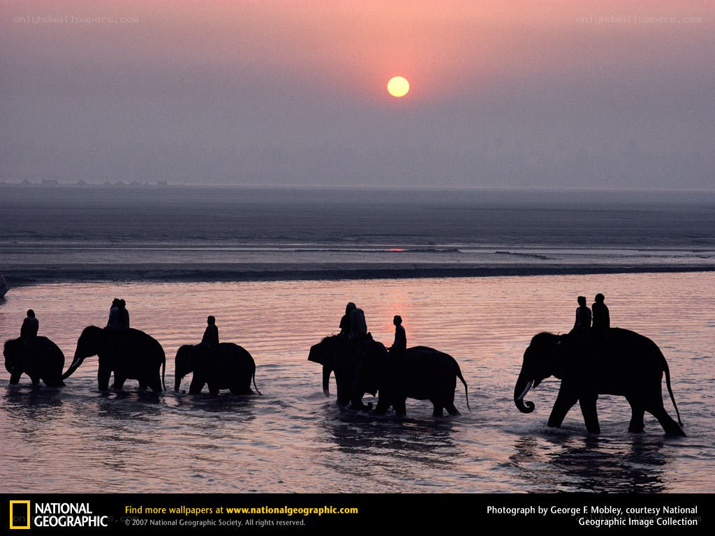 Elephants crossing a river at sunset