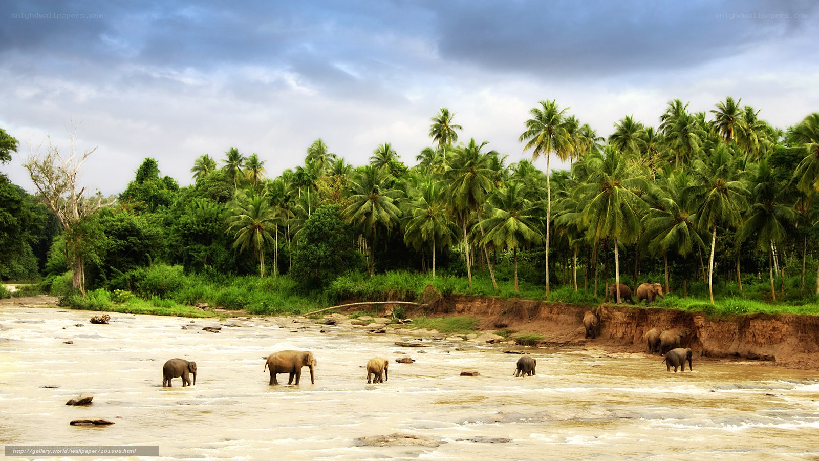 Elephants crossing a river