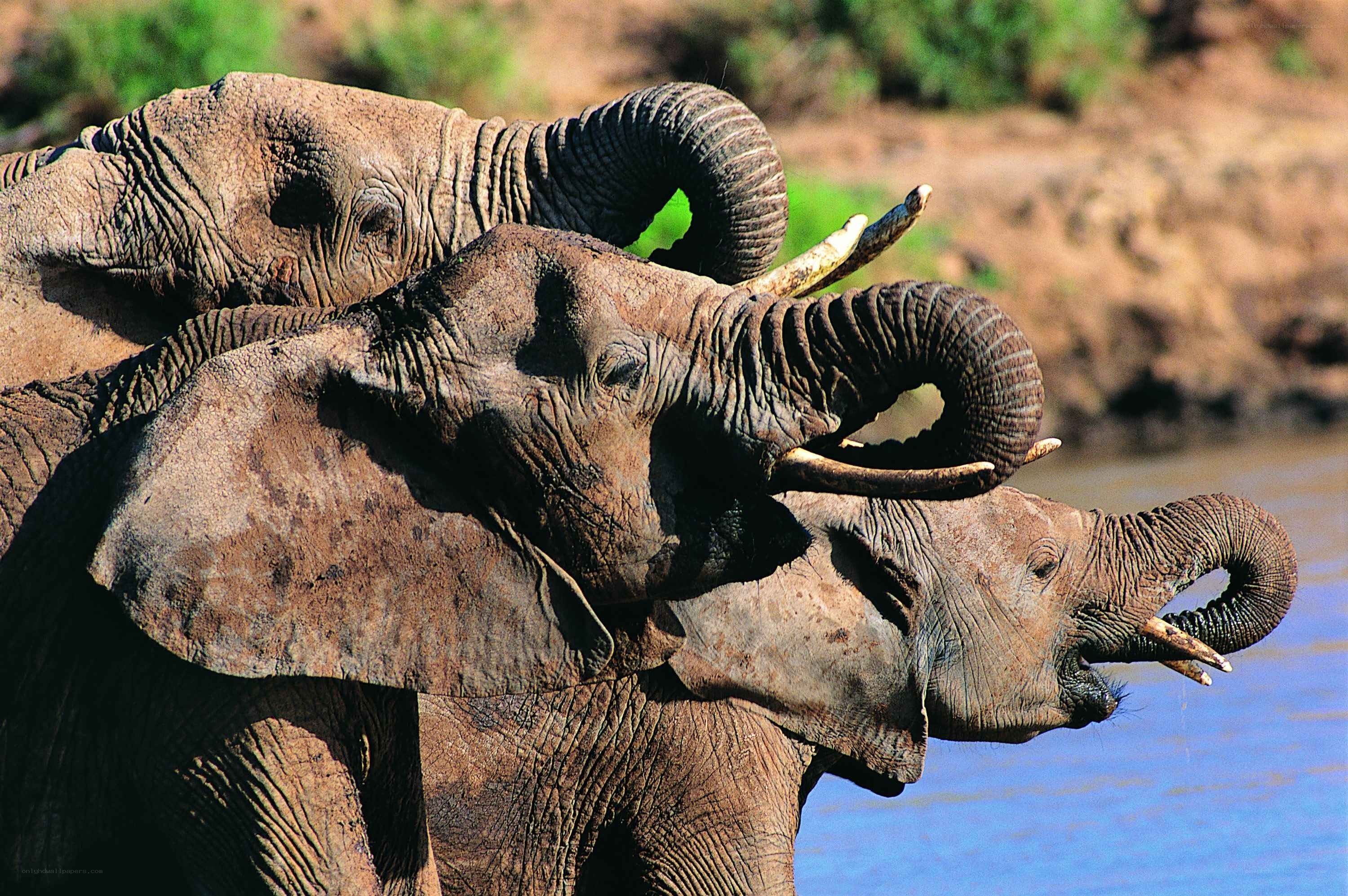 Elephants drinking at river