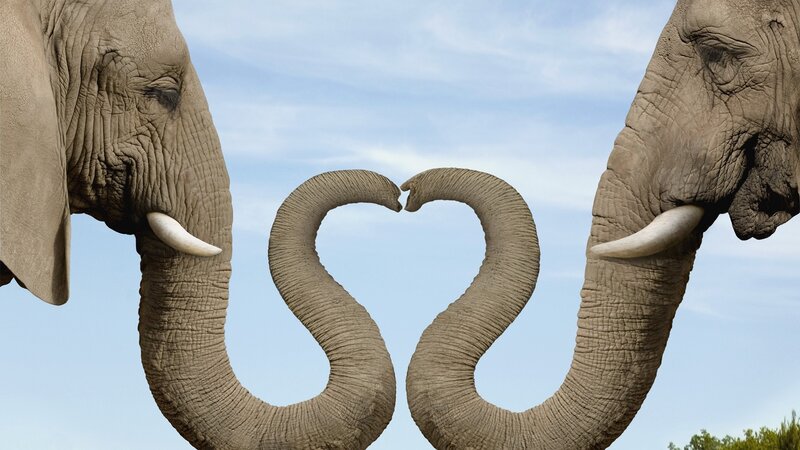 Elephants forming a heart