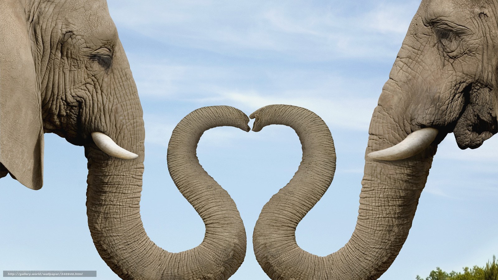 Elephants forming a heart