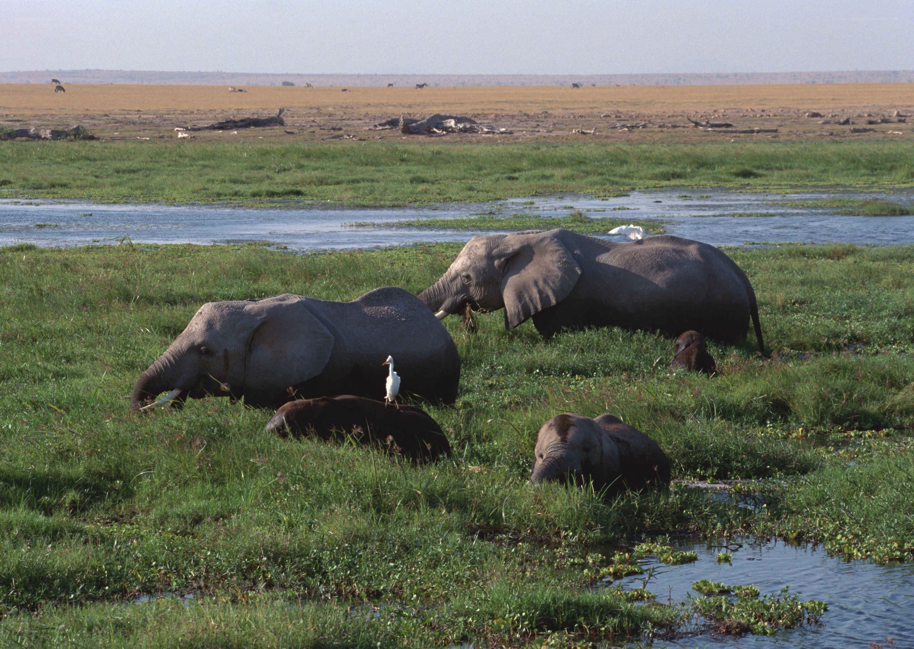 Elephants grazing in wetlands