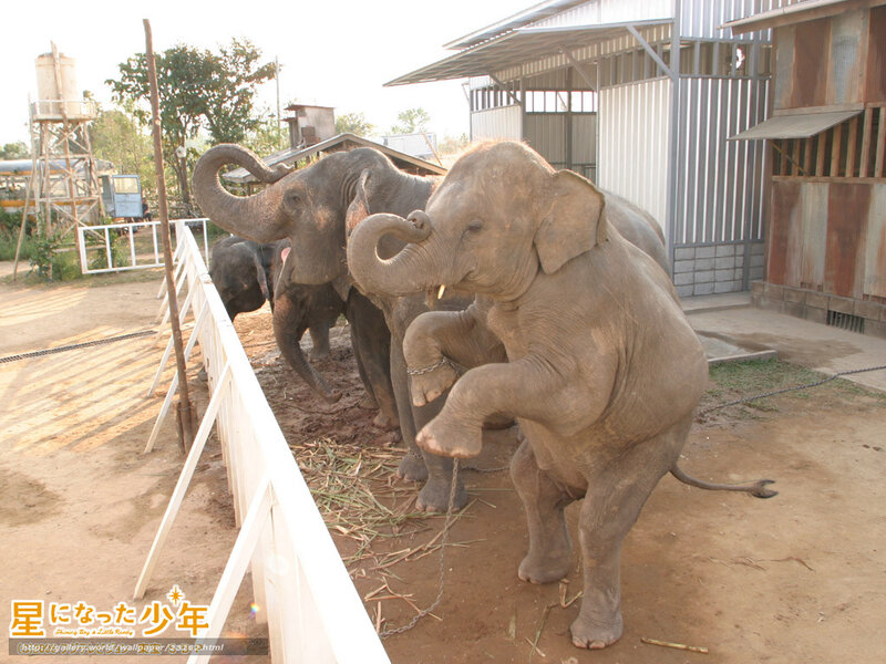 Elephants in a fenced enclosure