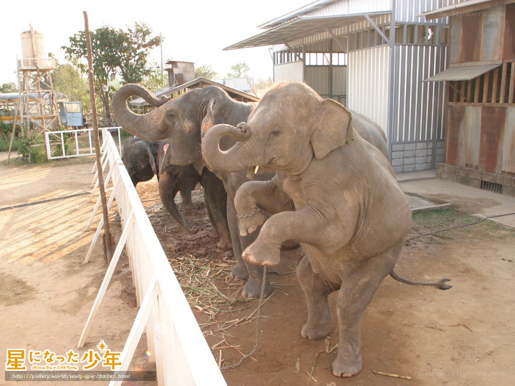 Elephants in a fenced enclosure
