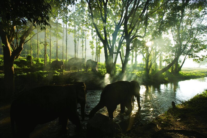 Elephants in a forest stream