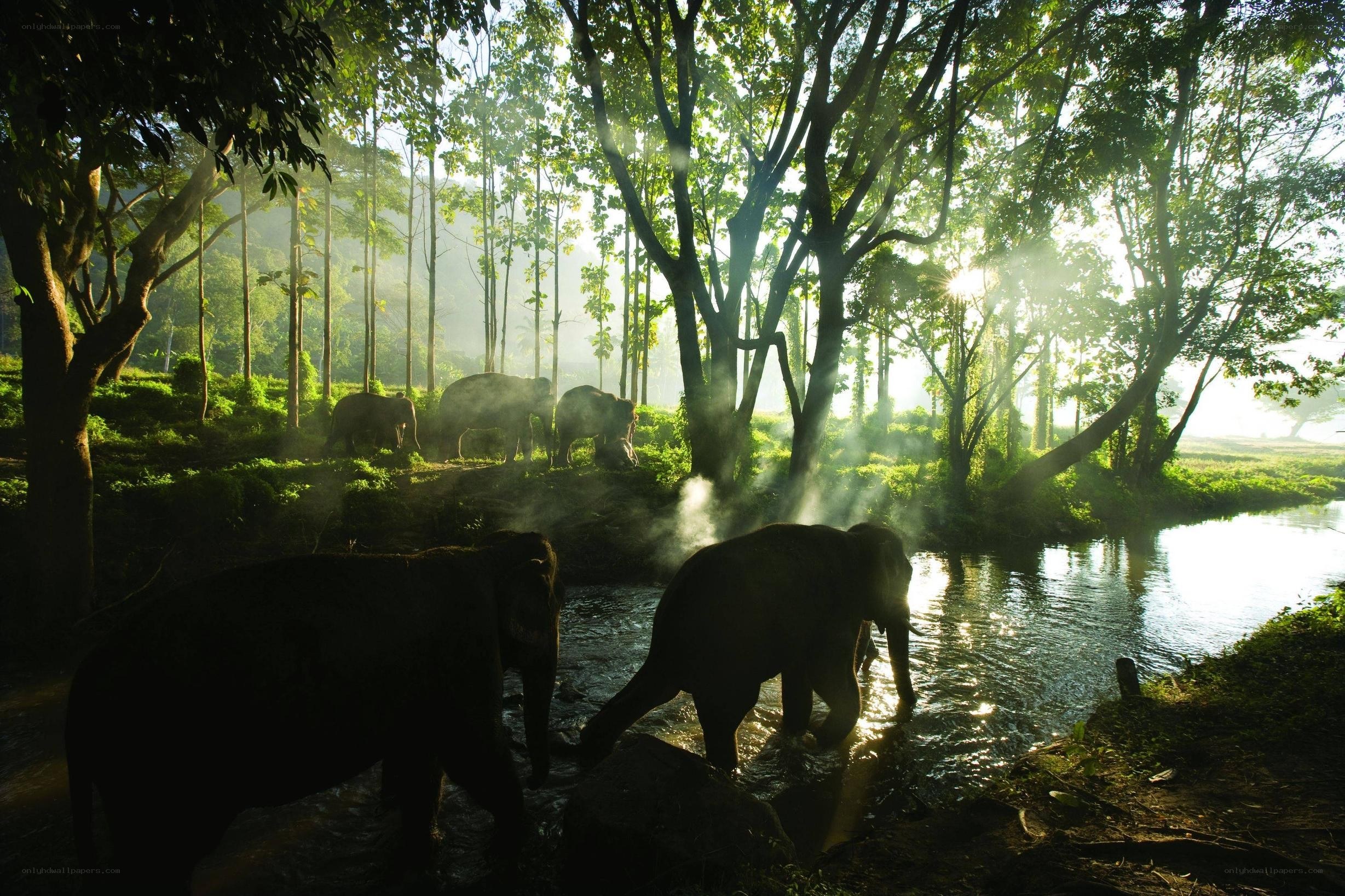 Elephants in a forest stream