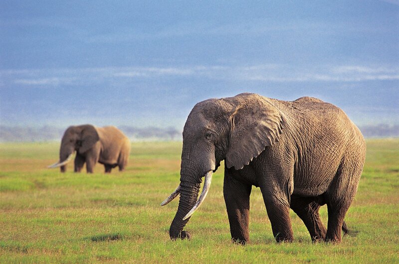 Elephants in a grassy field