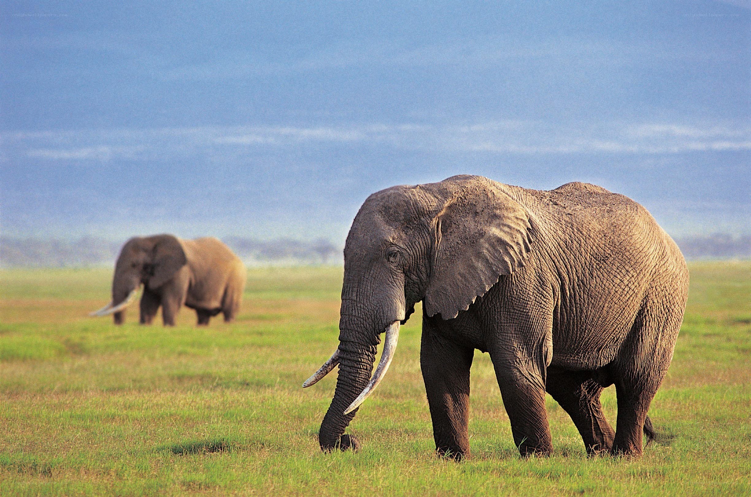 Elephants in a grassy field