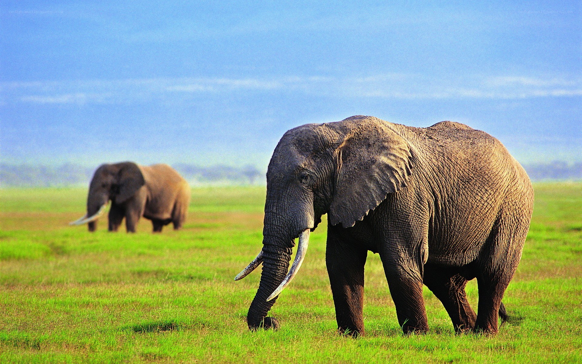 Elephants in a grassy field