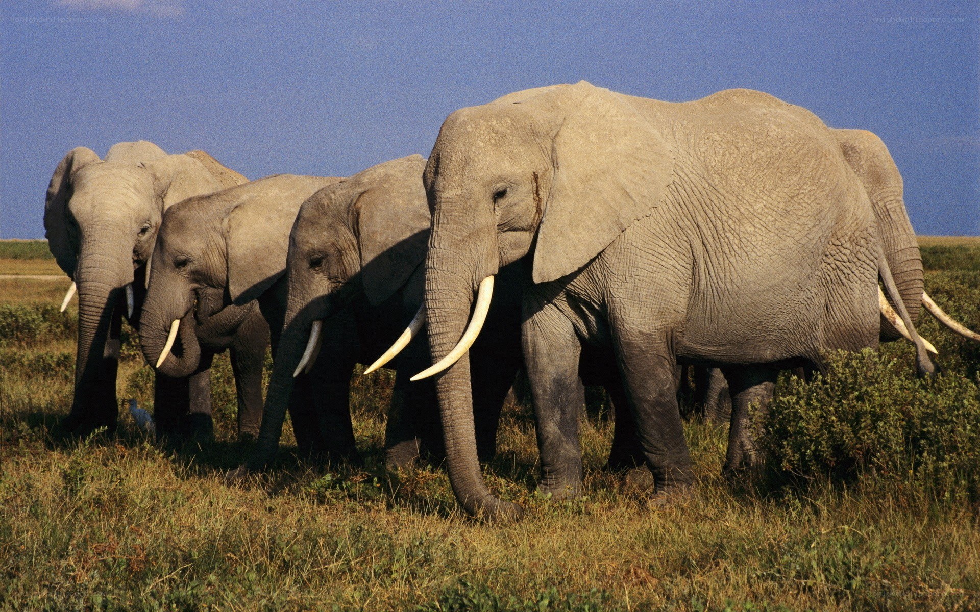 elephants in a grassy field