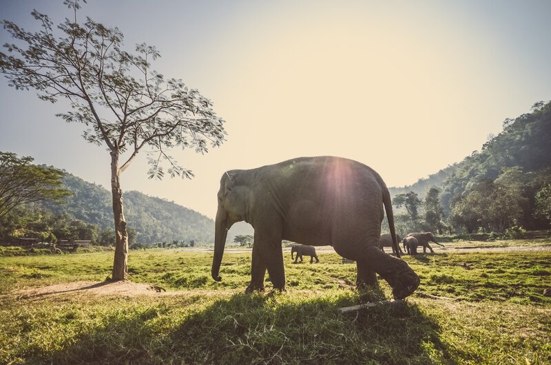 Elephants in a grassy field