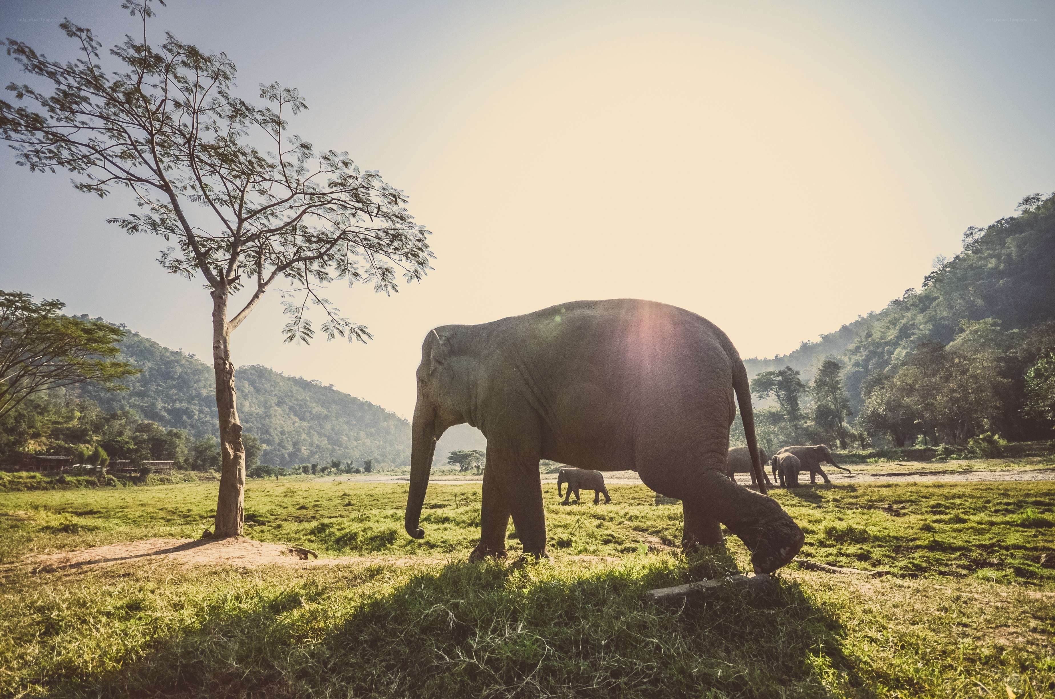 Elephants in a grassy field