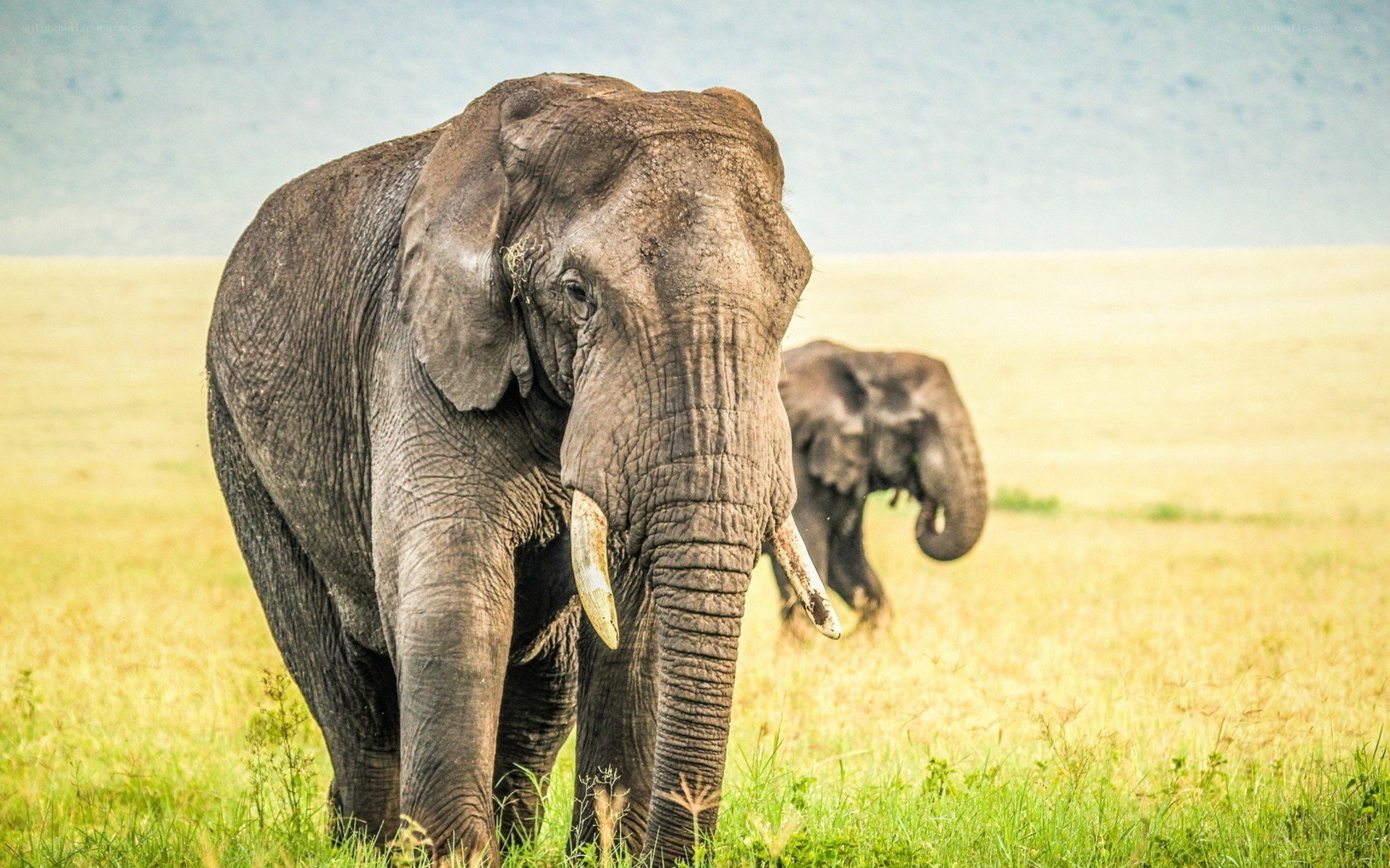 Elephants in a grassy field