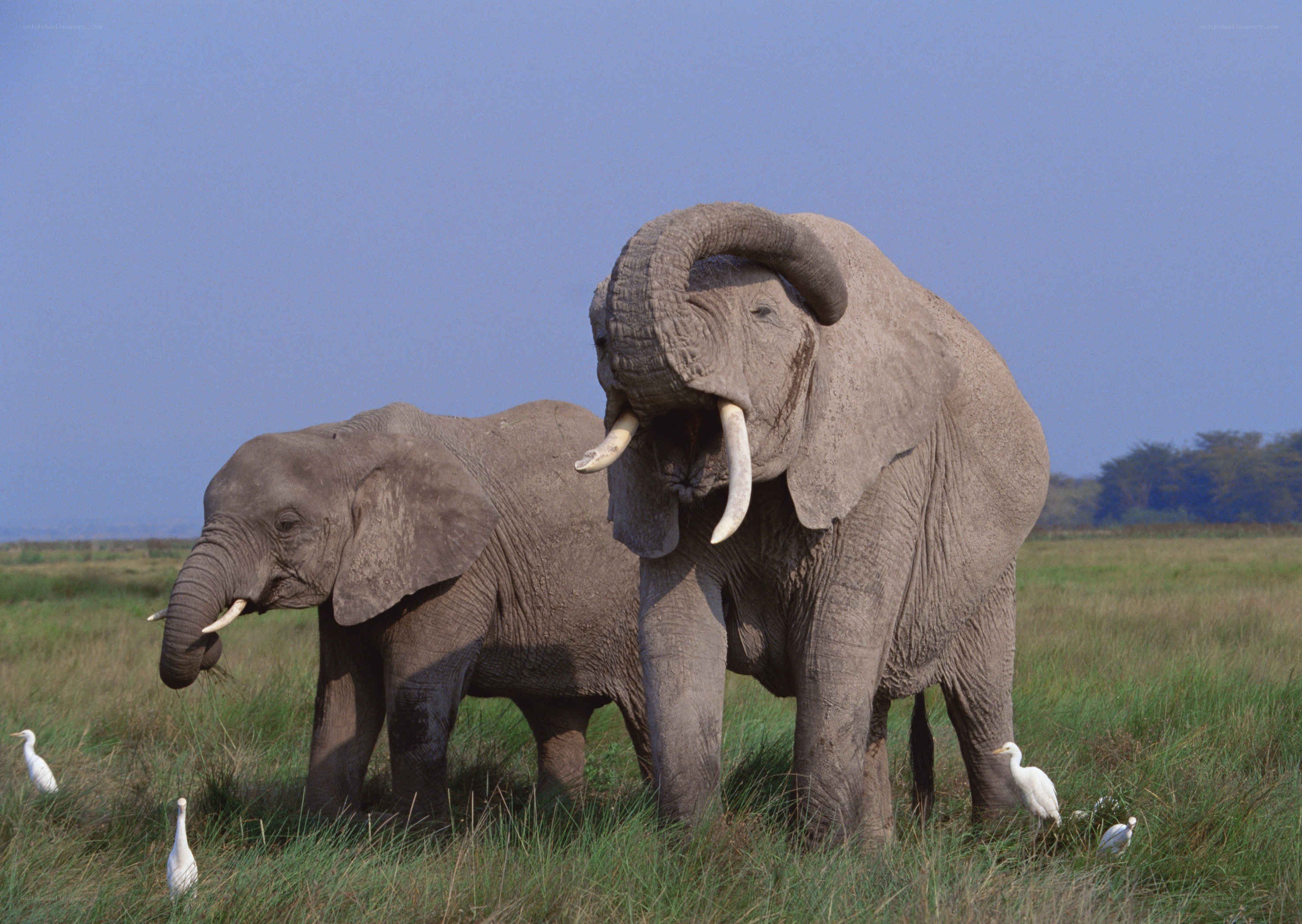 Elephants in a grassy field
