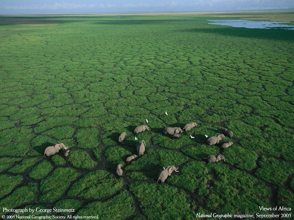 Elephants in a green swamp