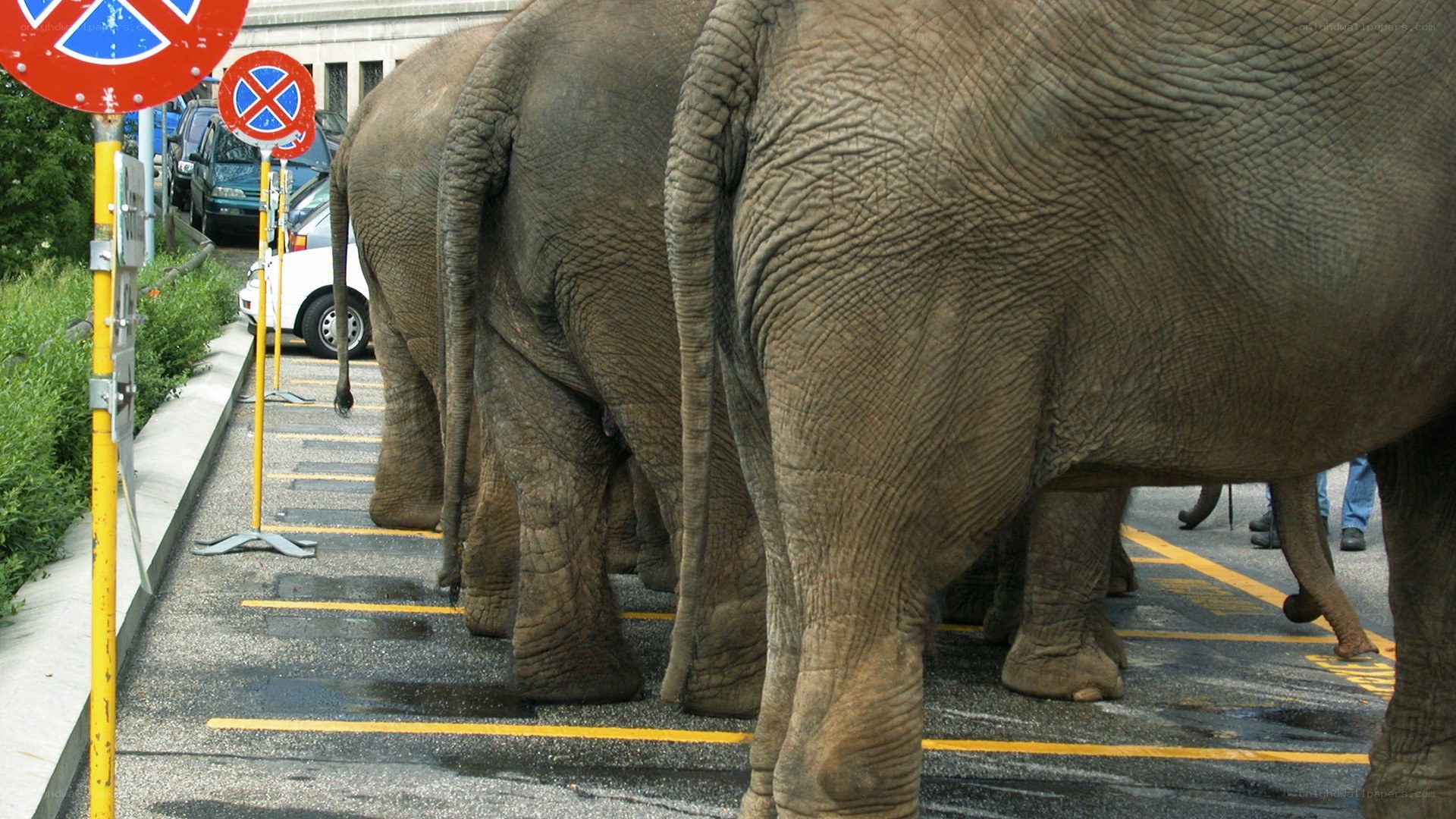 elephants in a parking lot