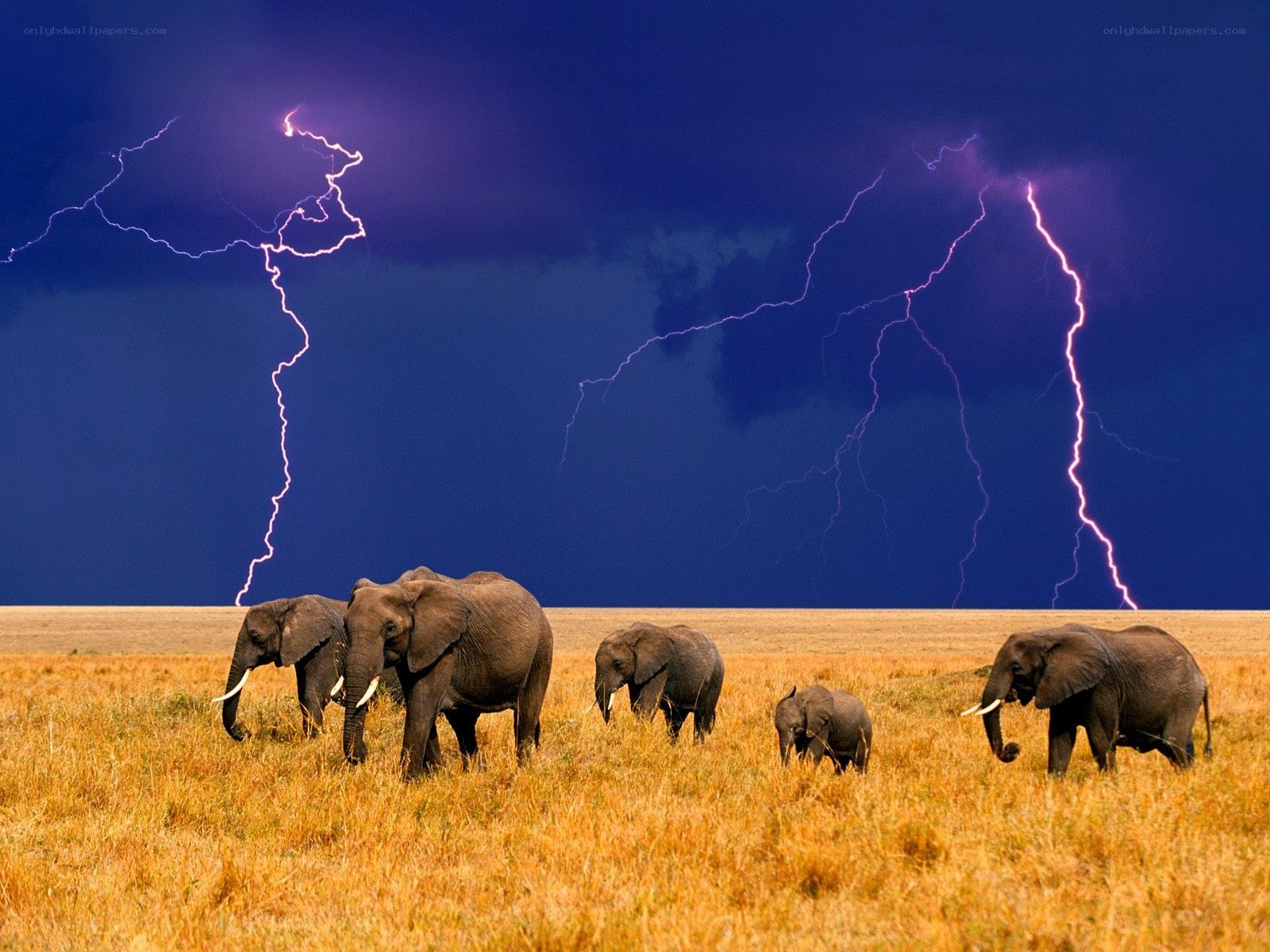 Elephants in a storm