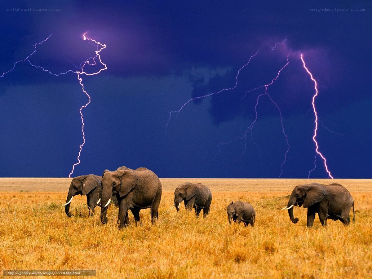 Elephants in a storm
