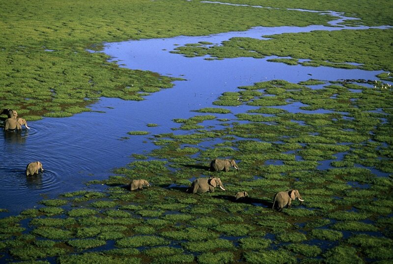 Elephants in a swamp