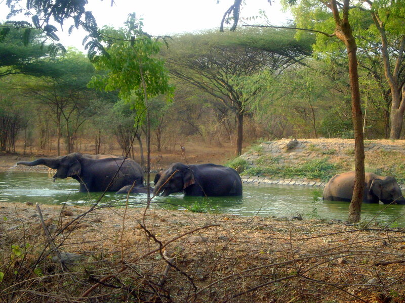Elephants in a watering hole
