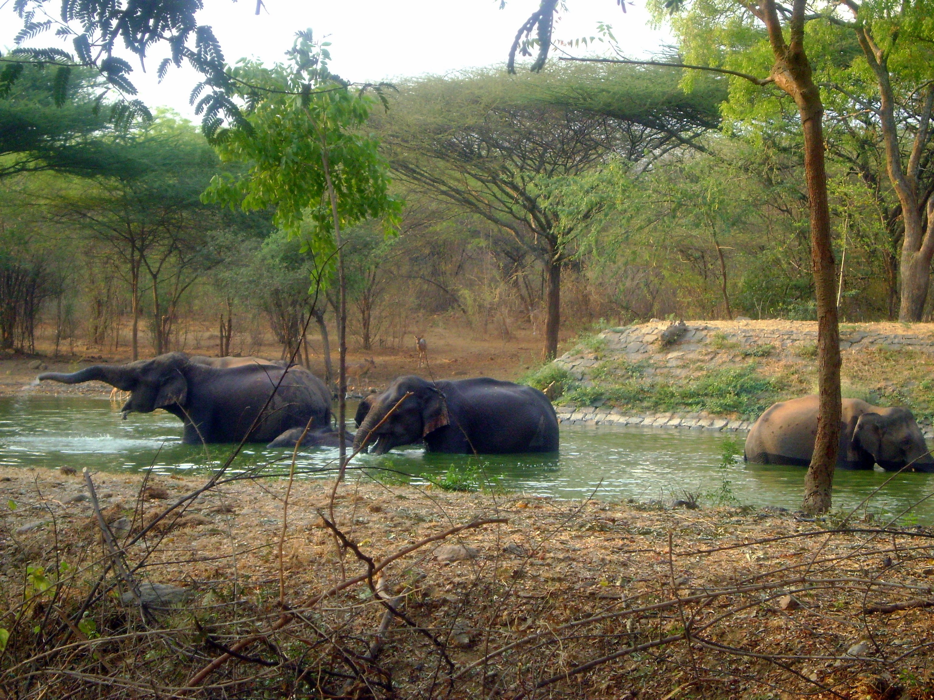 Elephants in a watering hole