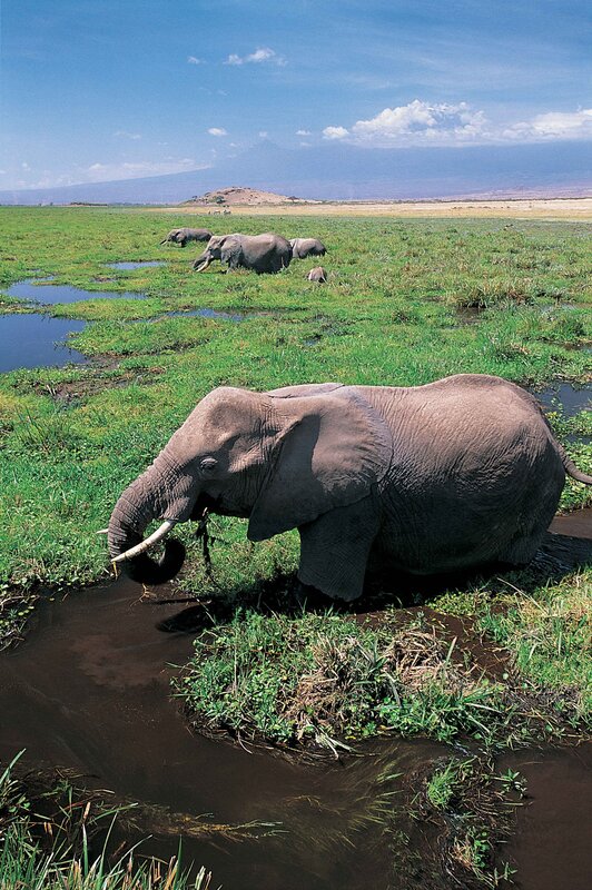 Elephants in a wetland