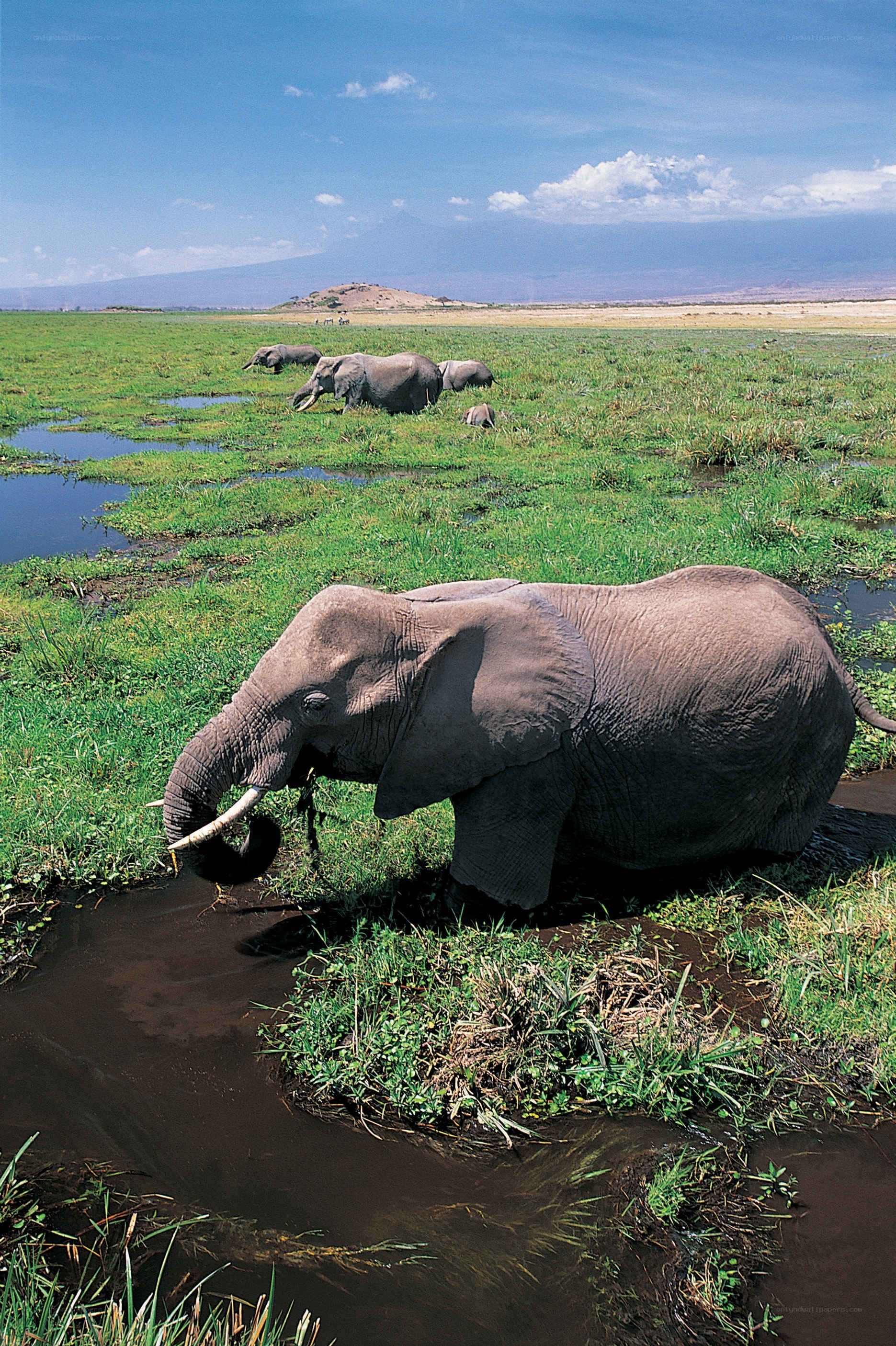 Elephants in a wetland