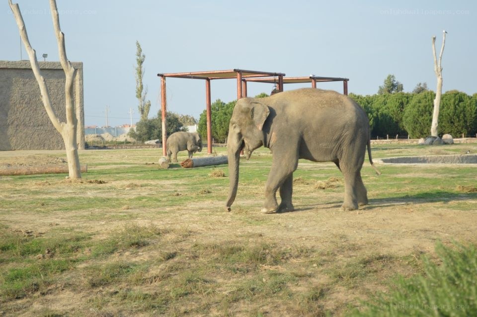 Elephants in a zoo enclosure