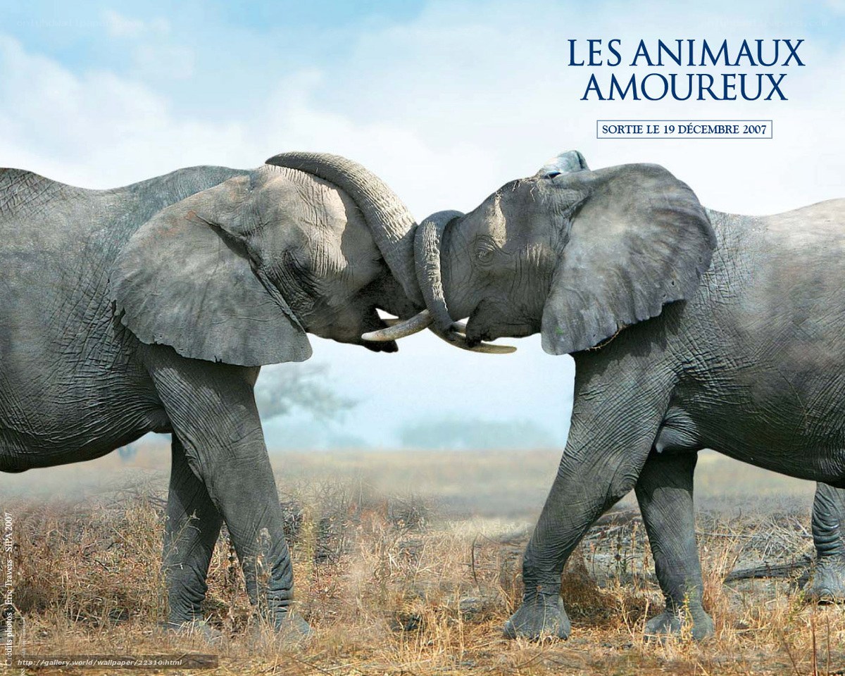 Elephants in affectionate embrace