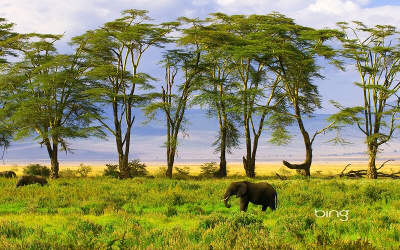 Elephants in African savanna