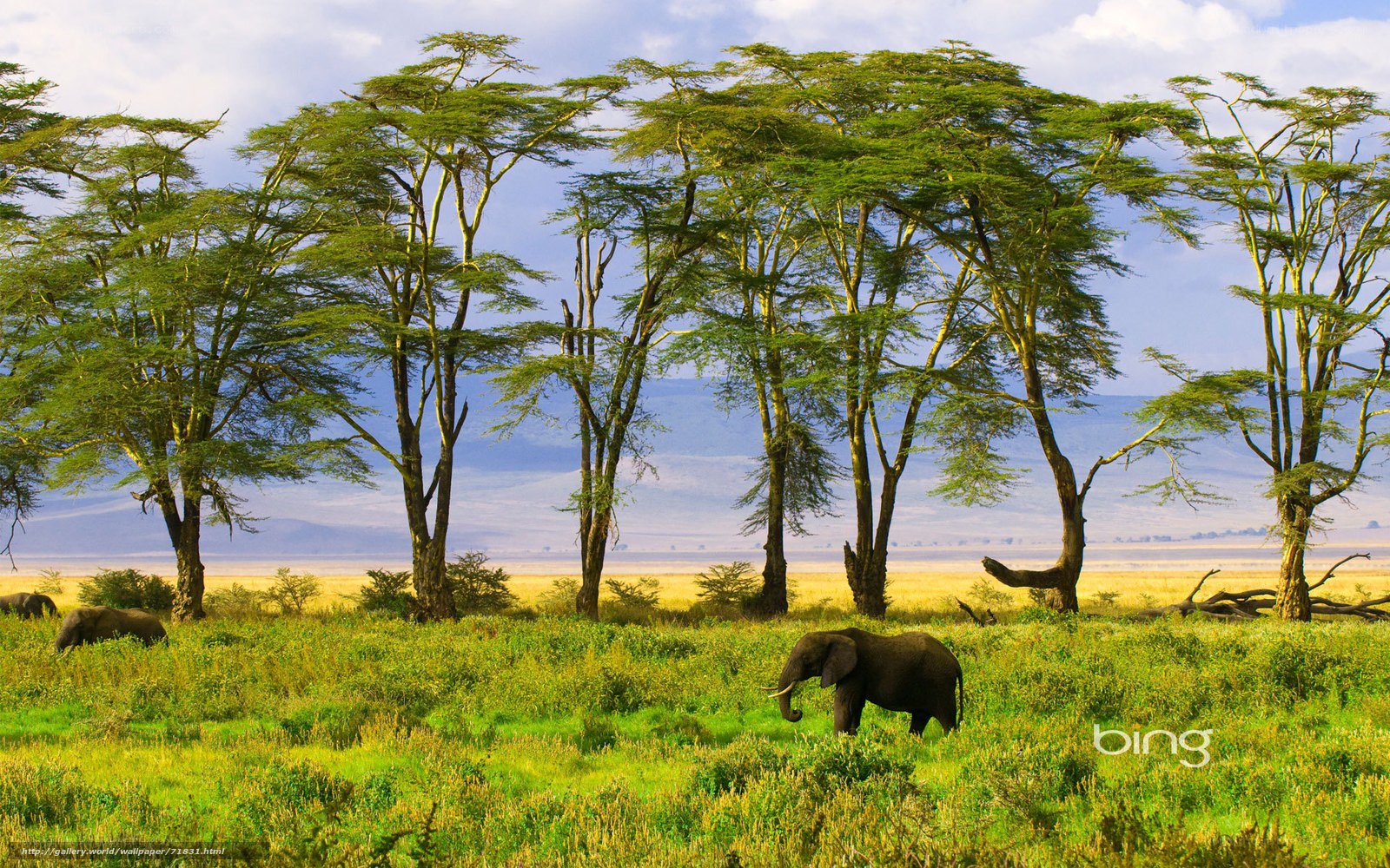 Elephants in African savanna