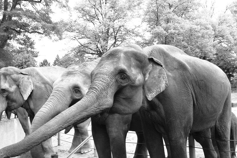 Elephants in Enclosure — Black