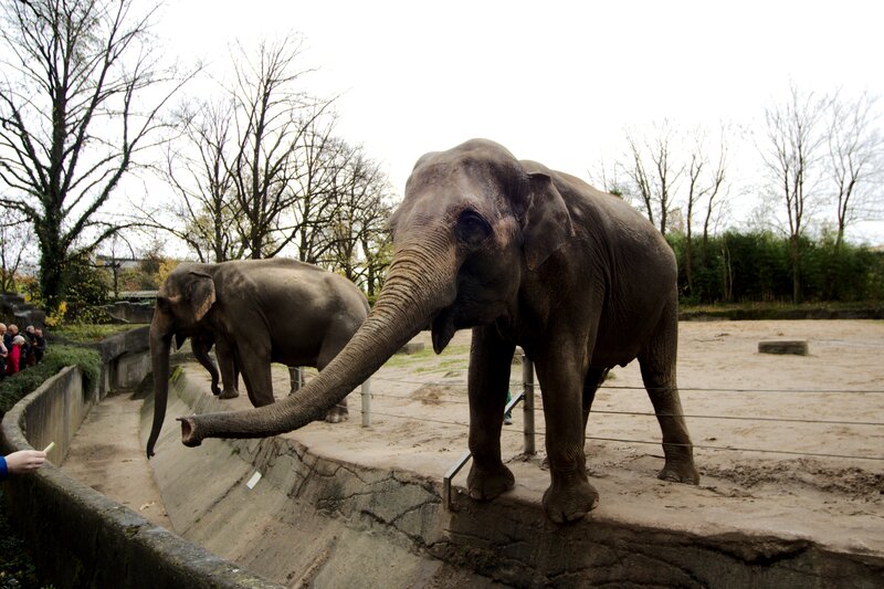 Elephants in Enclosure — Gray