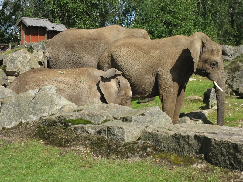 Elephants in Enclosure — Green