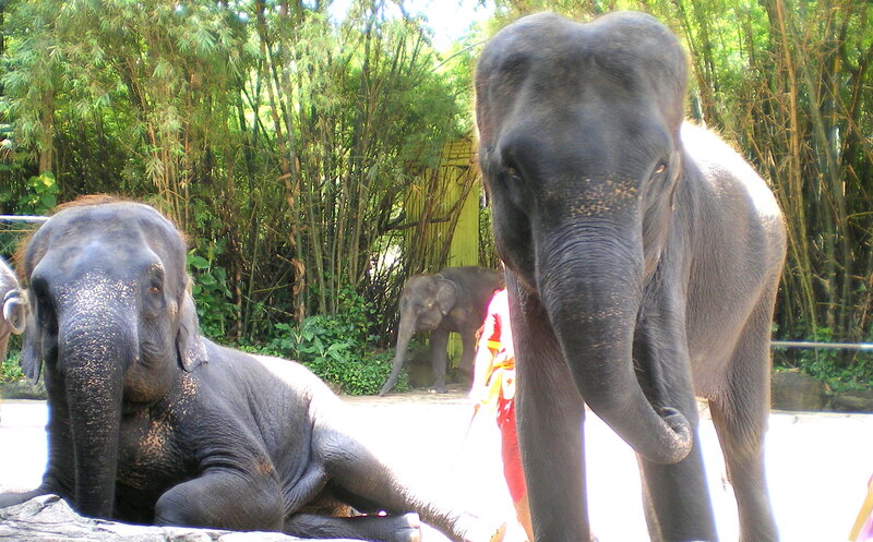 Elephants in Enclosure