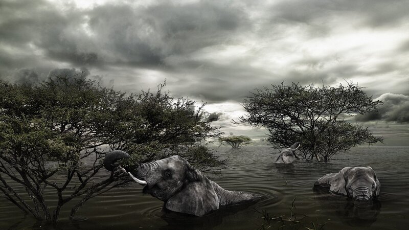 Elephants in Flooded Landscape
