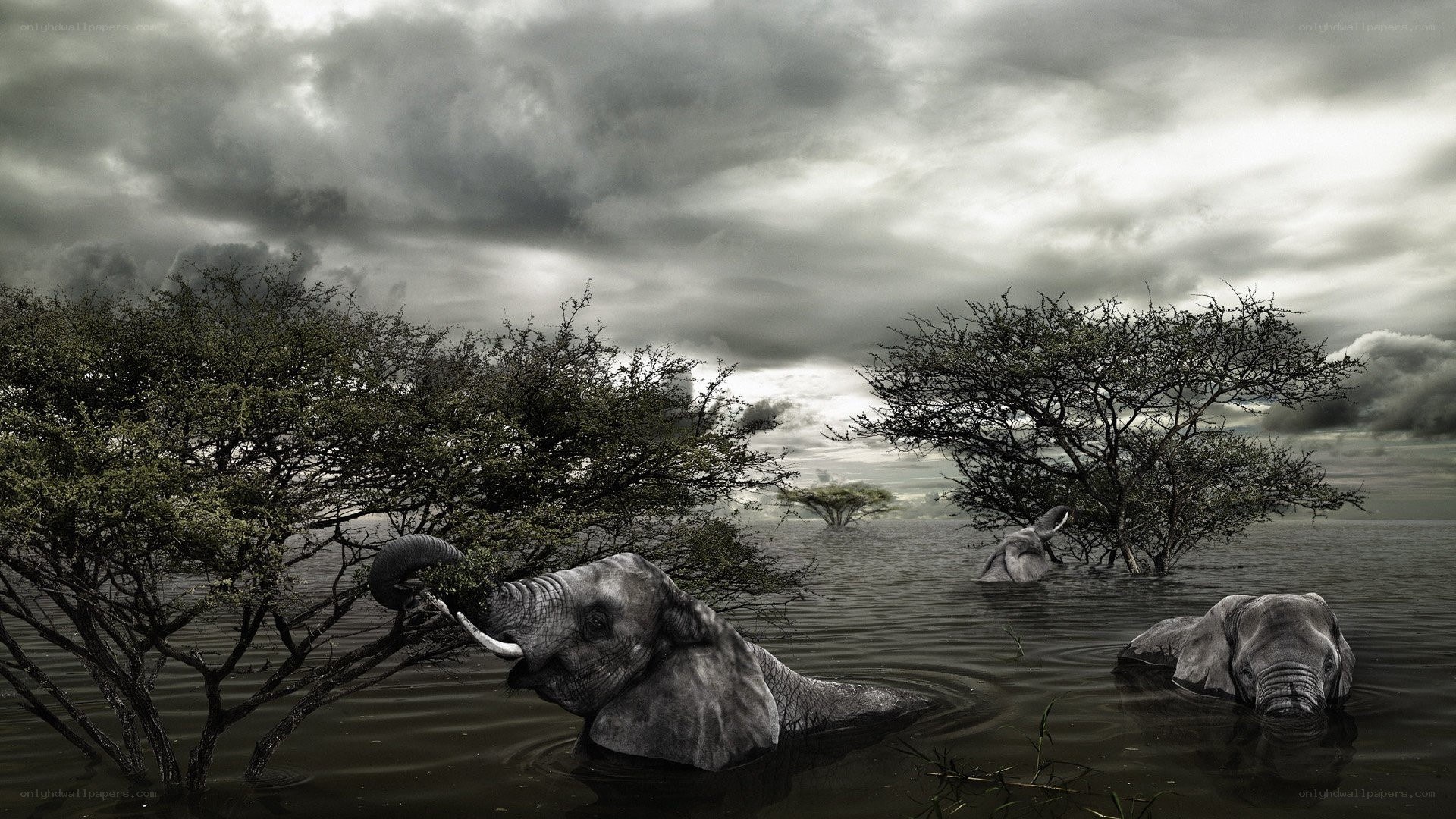 Elephants in Flooded Landscape