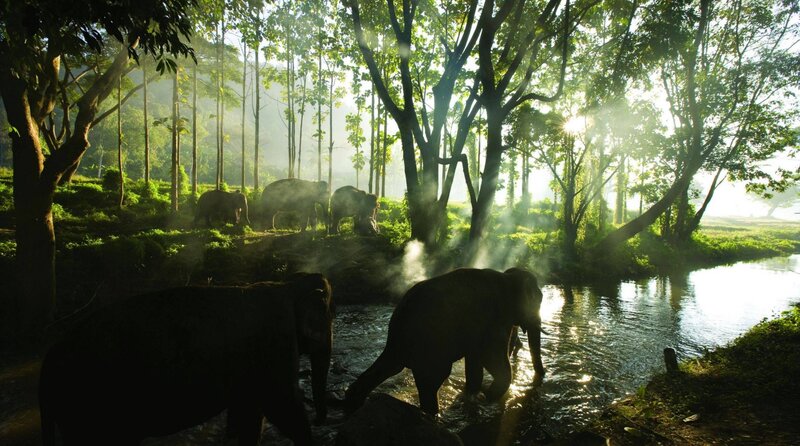 Elephants in forest stream