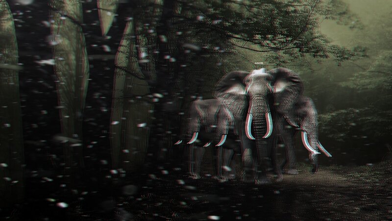 Elephants in Forest