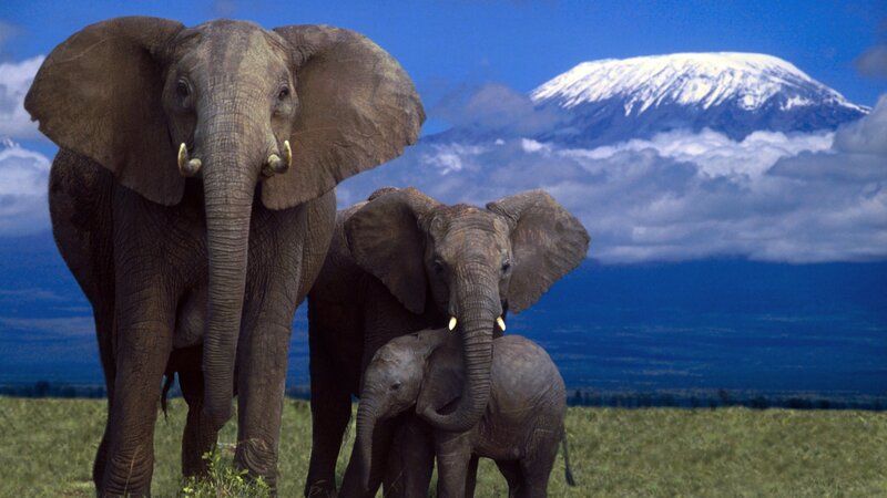 Elephants in front of Mount Kilimanjaro