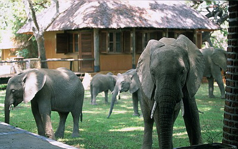 Elephants in Grassy Area
