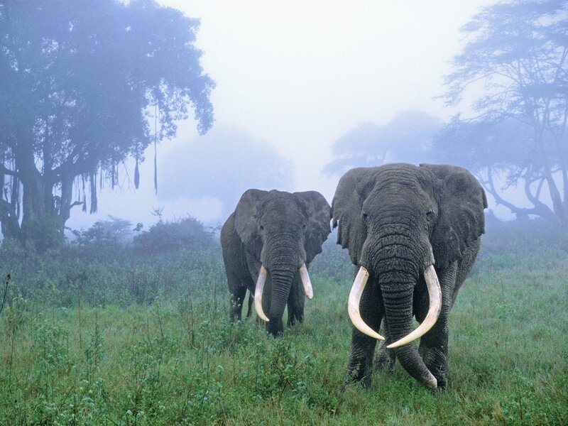 Elephants in misty savanna