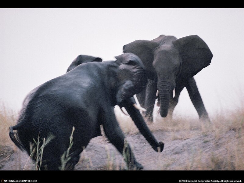 Elephants in motion
