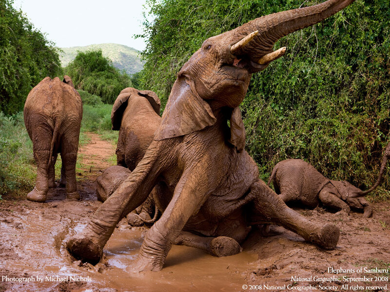 Elephants in Mud