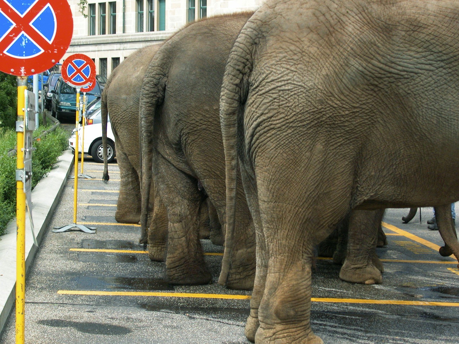 elephants in parking lot