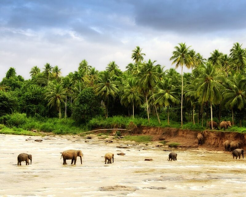 Elephants in River — Green, Serene