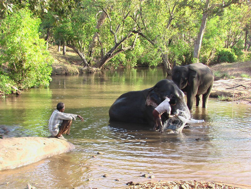 Elephants in River — Green