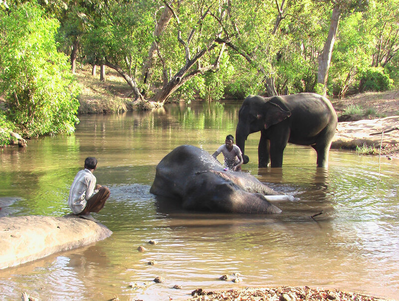 Elephants in River