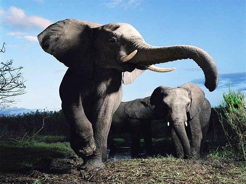 Elephants in Savanna — Blue, Natural