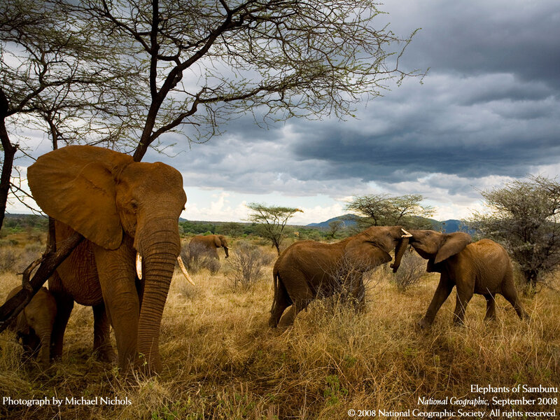 Elephants in Savanna — Brown, Dramatic